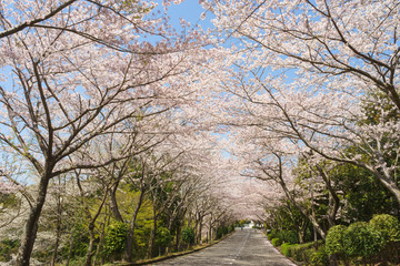 愛鷹広域公園の桜並木