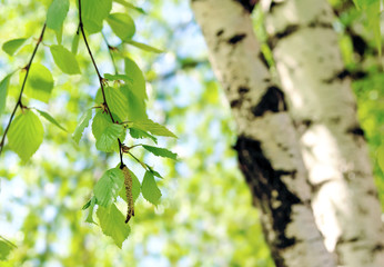 Fototapeta premium Świeży zielony wiosny tło z brzozy drzewa baziami i młodymi soczystymi zieleń liśćmi na gałąź w pogodnym wiosna letnim dniu, zakończenie makro- na tle brzoza bagażnik.
