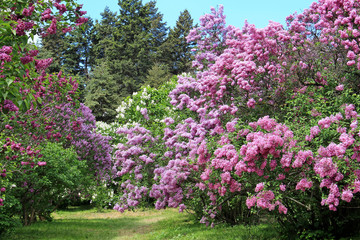 spring blossom lilac
