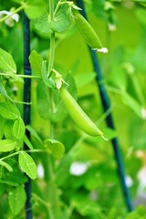 Green snap peas growing on the vine in the spring garden