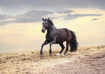 Fototapeta na wymiar Horse jumps at sunset