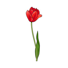 Hand drawn of side view red open tulip flower, sketch style vector illustration isolated on white background. Realistic hand drawing of tulip flower, decoration element