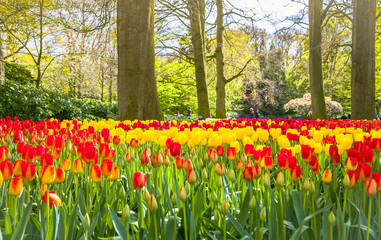 Keukemhof Romantic Blooming Gardens Landscape Lisse Holland
