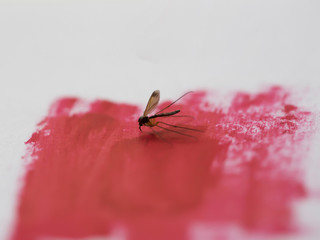 dead mosquito sitting on abstract, red paint