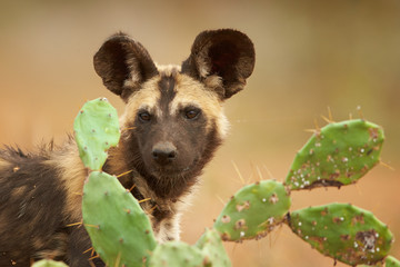 Portrait of African Wild Dog Lycaon pictus puppy staring to camera behind prickly pears in close up distance.  KwaZulu Natal, South Africa.