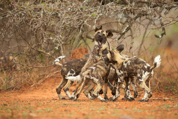 Pack of  African Wild Dog Lycaon pictus puppies fighting together under afriv?an bush and on typical reddish soil. Low angle photography. Soft light.