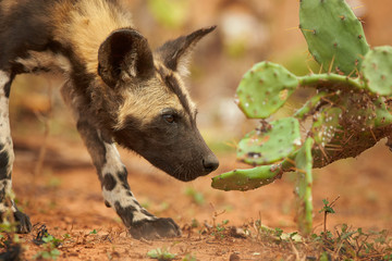Portrait of African Wild Dog Lycaon pictus puppy sniffing to opuntia in close up distance. Ground level photography. Typical african reddish soil. Blurred background. Soft light
