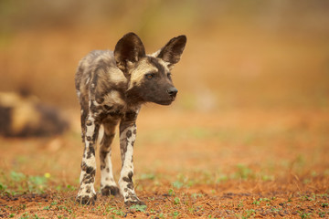 Portrait of African Wild Dog Lycaon pictus puppy staring almost directly at camera in close up distance. Low angle photography. Typical african reddish soil. Blurred background. Soft light. Zimanga.