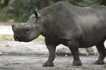 Papier Peint photo autocollant Rhinocéros Portrait of black african black rhino