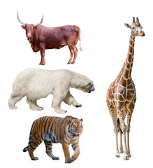 group of four large animals isolated on white