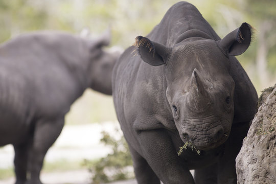 Portrait of black african black rhino