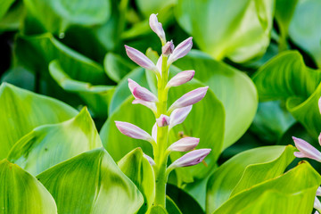 Beautiful Water Hyacinth flowers in pond