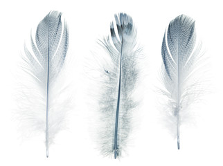 striped straight three blue feathers on white