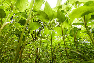 Obraz premium 新緑の葉