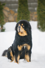 Mastiff puppy in the snow