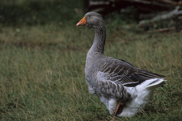 Oie du Périgord