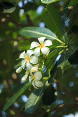 Close up shot of Frangipani flowers troppical flower