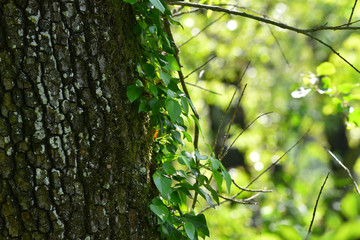 Rametto di edera sul ramo nel bosco in primavera, con luce laterale
