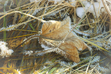 Autumn frozen leave