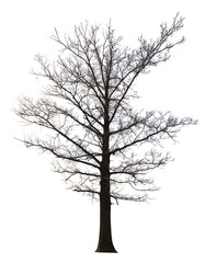 large straight bare tree isolated ob white