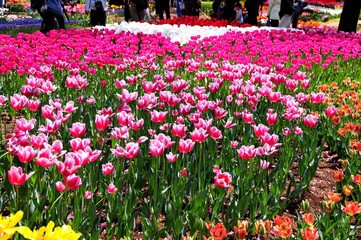 昭和記念公園のチューリップ