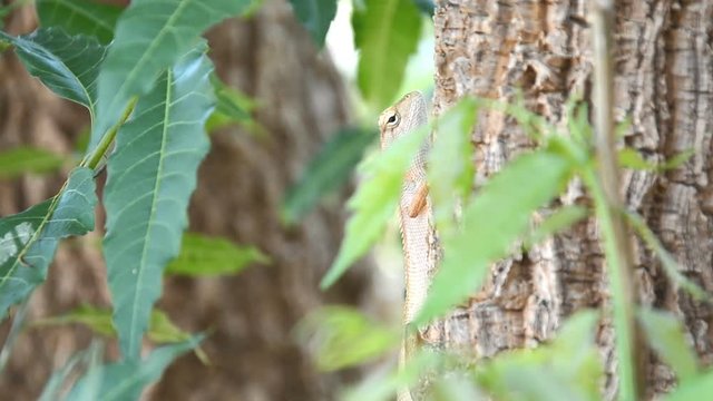 chameleon climbing on tree waiting for hunt insect