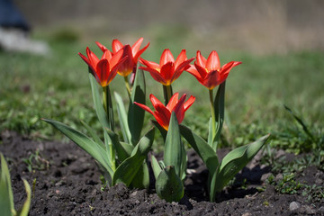 Tulipa Kaufmanniana 'Scarlet Baby'