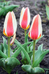 Tulipa greigii 'Authority' in early morning - 151524283