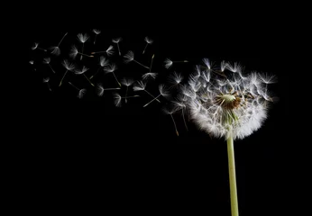 Acrylic prints Dandelion Dandelion seeds in the wind on black background