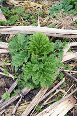 Sosnowsky hogweed (Heracleum sosnowskyi) leaves