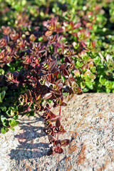 Thymus serpyllum, known as Breckland thyme