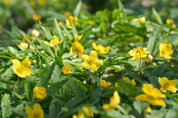 Anemone ranunculoides (yellow anemone or buttercup anemone)