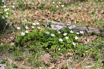 Anemone nemorosa (wood anemone) flowers in oak forest