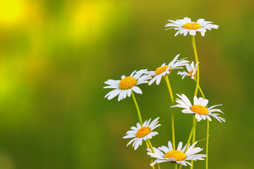daisies in a meadow