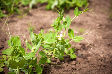 Pea green plant