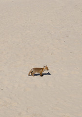 Fuchs am Nordseestrand (vertical crop)