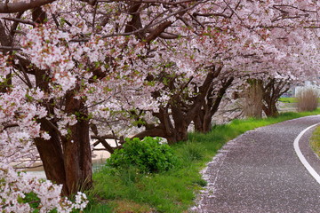 Fototapeta premium 桜並木