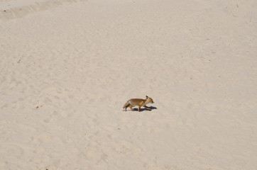 Fuchs am weiten Nordseestrand