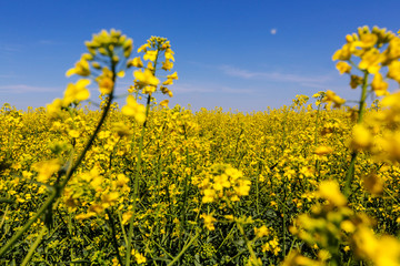 Obraz premium Yellow field