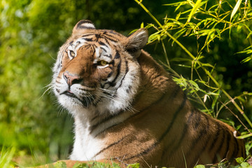 tigre félin féroce prédateur animal mammifère carnivore dangereux bengal indonésie mangeur homme