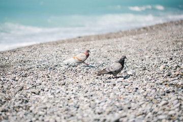 Pigeons on a pebble beach