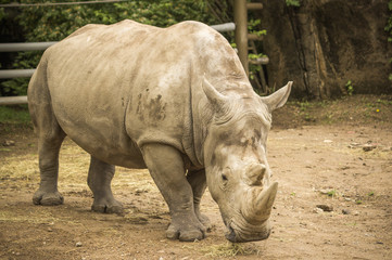 Obraz premium rhinoceros