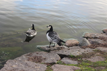 Canadian geese on ston and water in wild park