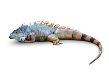 Varan on a white background