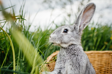 gray rabbit in the garden in the basket