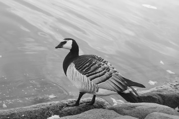 Black and white canadian goose by the water