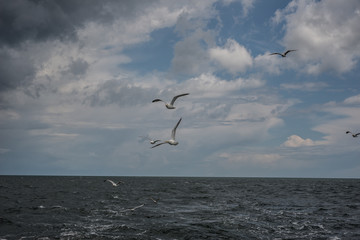 Seagulls 