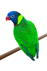 A green parrot on a branch