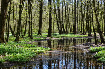 Lake in spring forest