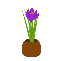 Fototapeta na wymiar Purple crocus in brown pot isolated on white background. Vector illustration